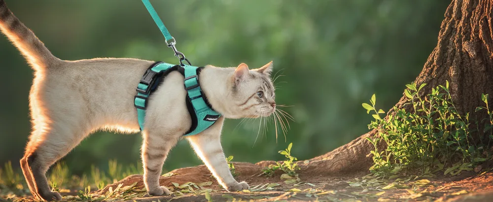 Rabbitgoo cat dishes with a line software for cat breastware cat harness cat sets out of breakage -proof. - katzengeschirr