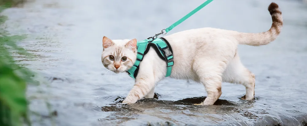 Rabbitgoo cat dishes with a line software for cat breastware cat harness cat sets out of breakage -proof. - katzengeschirr
