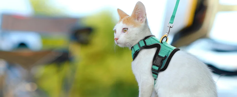 Rabbitgoo cat dishes with a line software for cat breastware cat harness cat sets out of breakage -proof. - katzengeschirr