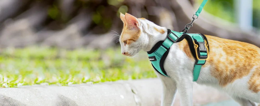 Rabbitgoo cat dishes with a line software for cat breastware cat harness cat sets out of breakage -proof. - katzengeschirr