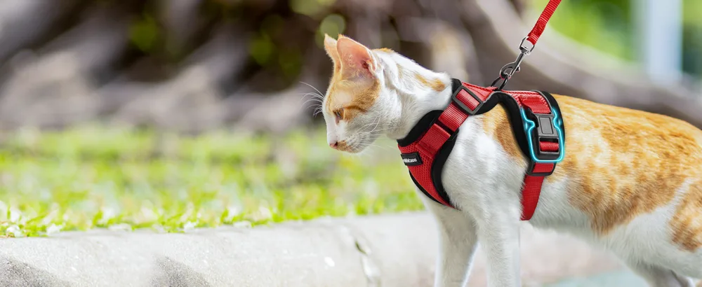 Rabbitgoo cat dishes with leash red soft harness for cat breastware cat harness cat sets out of breakout. - katzengeschirr