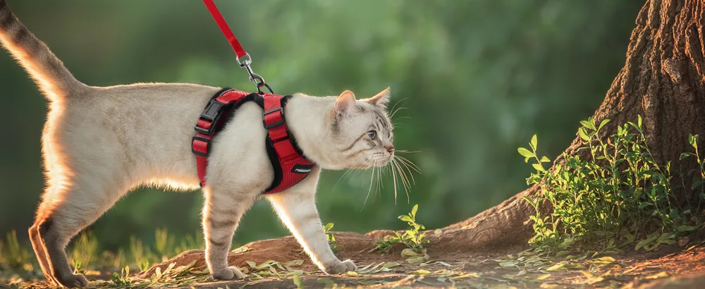 Rabbitgoo cat dishes with leash red software for cat chest harness cat harness cat sets out of breakout. - katzengeschirr