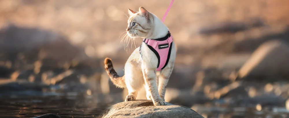Rabbitgoo cat dishes with leash software for cat chest harness Cat harness cat sets. - katzenegeschirr