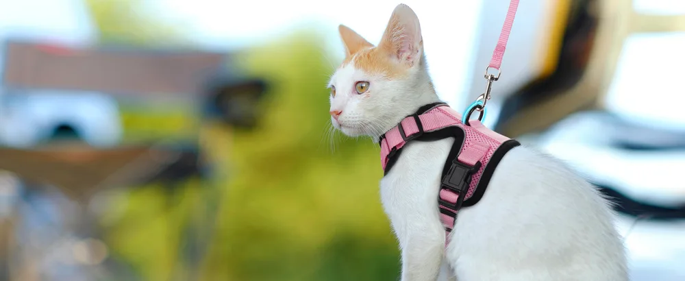Rabbitgoo cat dishes with leash software for cat chest harness Cat harness cat sets. - katzenegeschirr