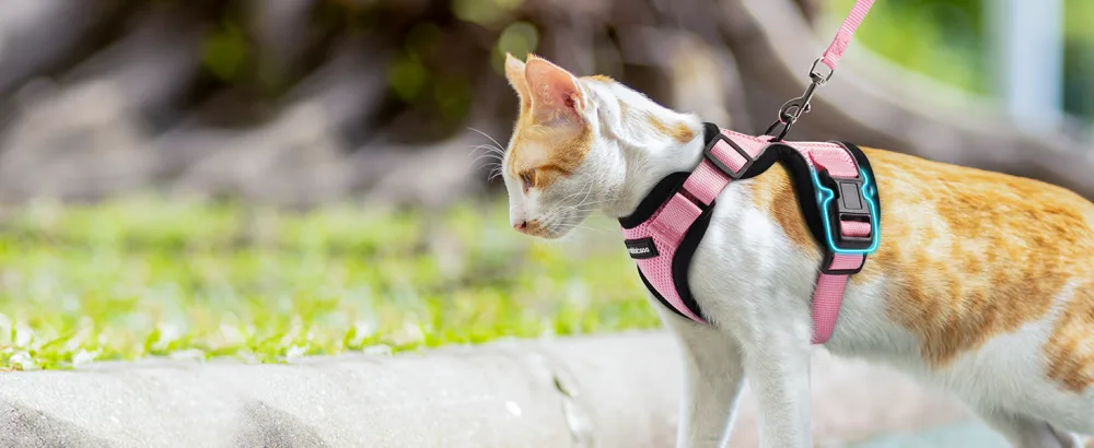 Rabbitgoo cat dishes with leash software for cat chest harness Cat harness cat sets. - katzenegeschirr