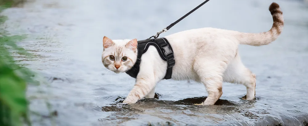 Rabbitgoo cat dishes with leash black soft harness for cat breastware cat harness cat sets out of breakout. - katzengeschirr