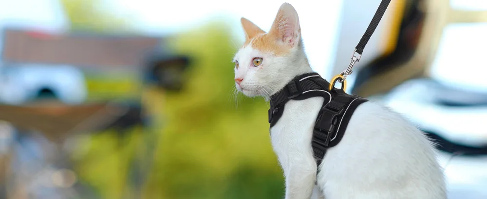 Rabbitgoo cat dishes with leash black soft harness for cat breastware cat harness cat sets out of breakout. - katzengeschirr