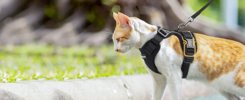 Rabbitgoo cat dishes with leash black soft harness for cat breastware cat harness cat sets out of breakout. - katzengeschirr