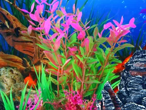 Borlech Aquarium Rock Decorations and Fish Tank Plastic Plants Decor Set 8 Pieces Pink Rock Plants - Sichere weiche Pflanzen