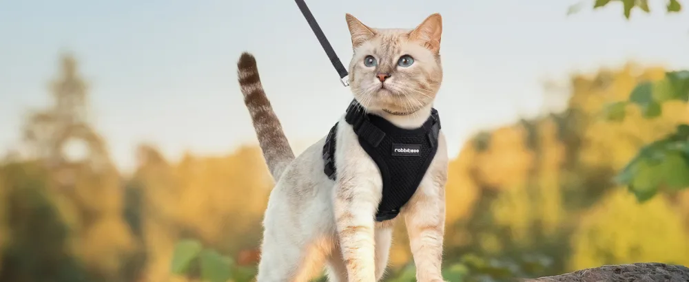 Rabbitgoo cat dishes with leash black soft harness for cat breastware cat harness cat sets out of breakout. - katzengeschirr