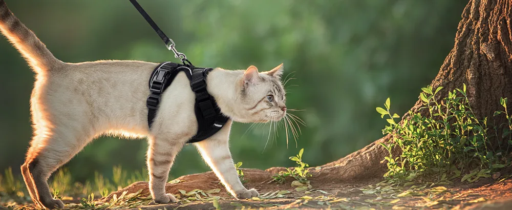 Rabbitgoo cat dishes with leash black soft harness for cat breastware cat harness cat sets out of breakout. - katzengeschirr