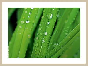 For you 2 Sauna set gift set - Lemongrass