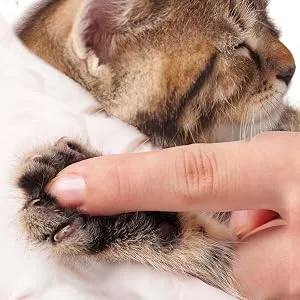 The Blissful Cat Paw Butter - apply cat paw butter
