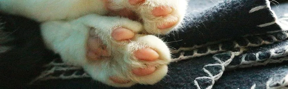 The Blissful Cat Paw Butter - cat has dry paws