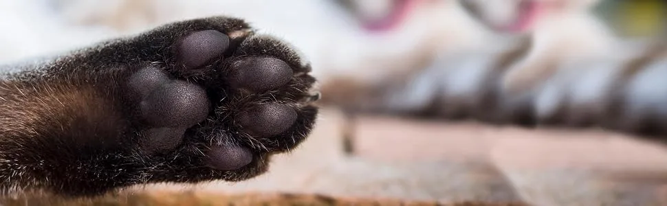 The Blissful Cat Paw Butter - cat paw