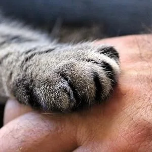 The Blissful Cat Paw Butter - KITTEN PAWS
