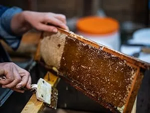 Pure Raw Linden Honey 100% Natural Unfiltered Unheated Unpasteurized 1 kg 3. Linden Honey - ethischer Honig