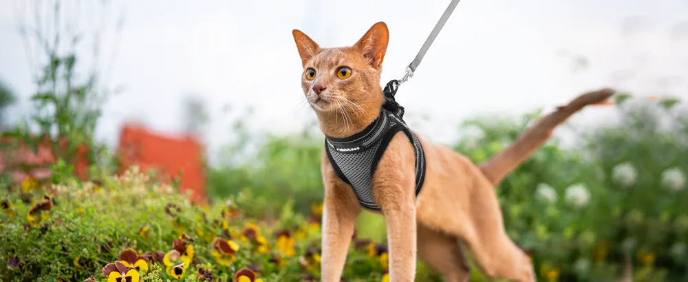 Rabbitgoo cat harness Cat leash set cat dishes with leash dishes cats outbreaked. - katzengeschirr