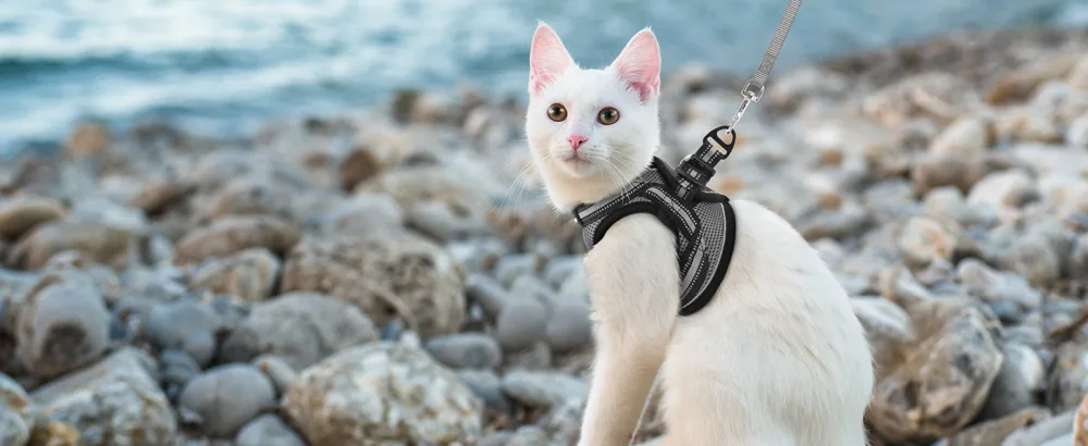 Rabbitgoo cat harness Cat leash set cat dishes with leash dishes cats outbreaked. - katzengeschirr