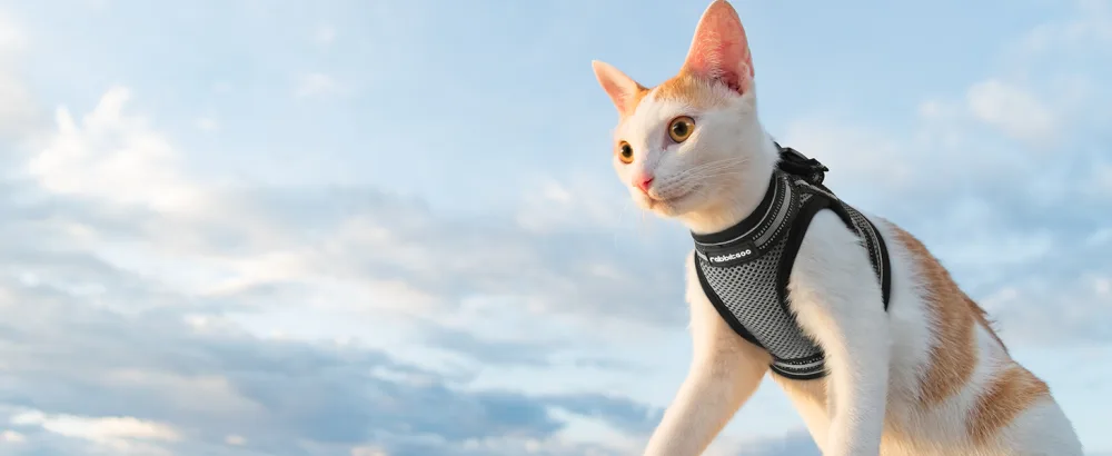 Rabbitgoo cat harness Cat leash set cat dishes with leash dishes cats outbreaked. - katzengeschirr