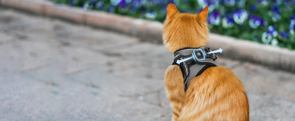 Rabbitgoo cat harness Cat leash set cat dishes with leash dishes cats outbreaked. - katzengeschirr