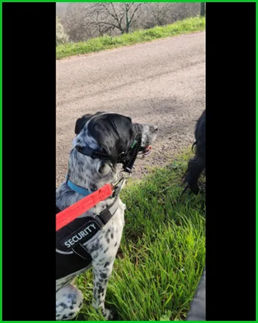 ILEPARK Dog Halter with Padded Fabric Halter Collar for Dogs Adjustable and Prevents Pulling. (L Black) L Black - product information 12