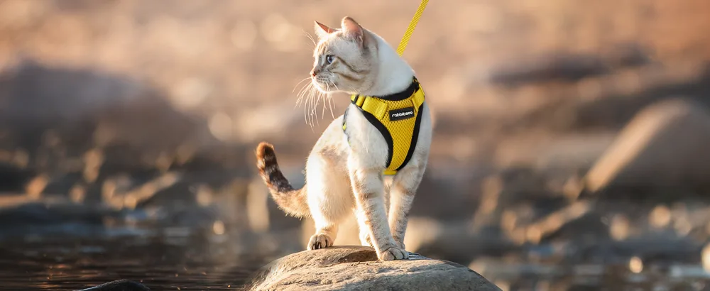 Rabbitgoo cat dishes with a line software for cat breasts cat harness cat sets out of breakage -proof. - katzengeschirr