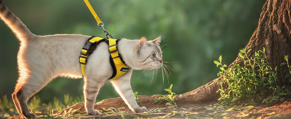 Rabbitgoo cat dishes with a line software for cat breasts cat harness cat sets out of breakage -proof. - katzengeschirr