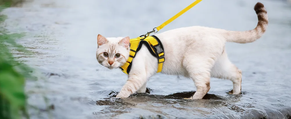 Rabbitgoo cat dishes with a line software for cat breasts cat harness cat sets out of breakage -proof. - katzengeschirr