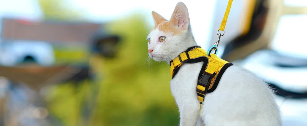 Rabbitgoo cat dishes with a line software for cat breasts cat harness cat sets out of breakage -proof. - katzengeschirr