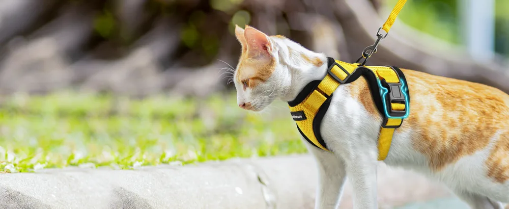 Rabbitgoo cat dishes with a line software for cat breasts cat harness cat sets out of breakage -proof. - katzengeschirr