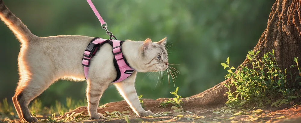 Rabbitgoo cat dishes with line soft harness for cat breastware cat harness cat sets out of breakout. - katzenegeschirr