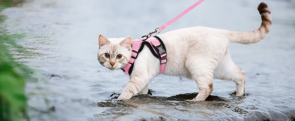 Rabbitgoo cat dishes with line soft harness for cat breastware cat harness cat sets out of breakout. - katzenegeschirr