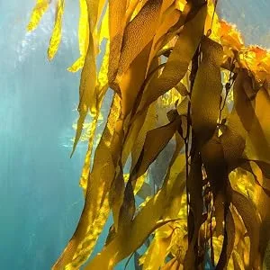 The Missing Link Pet Kelp Formula - product information 4