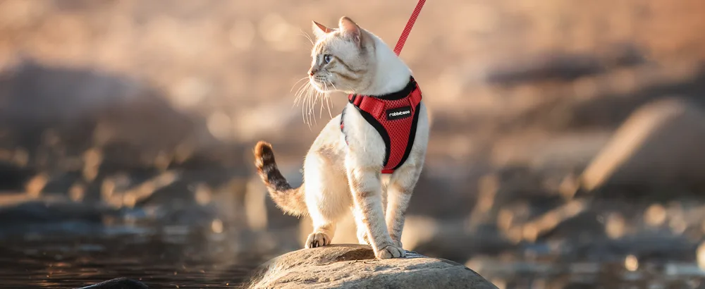 Rabbitgoo cat dishes with a leash red software for cat breastware cat harness cat sets out of breakout. - katzengeschirr