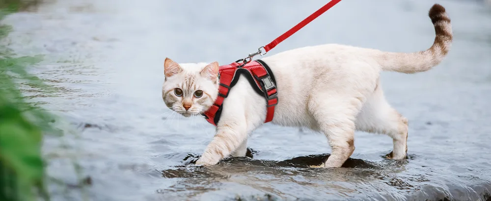 Rabbitgoo cat dishes with a leash red software for cat breastware cat harness cat sets out of breakout. - katzengeschirr