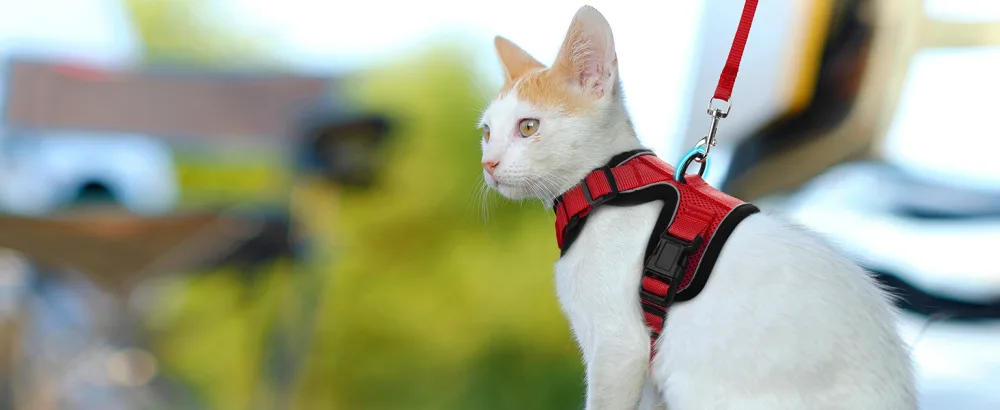 Rabbitgoo cat dishes with a leash red software for cat breastware cat harness cat sets out of breakout. - katzengeschirr