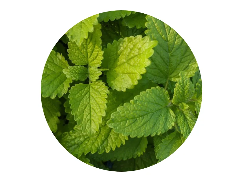 MANASUL Laxative infusion based on Sen Melissa Mint Liquorice and Green Anise. Box of 50 sachets. - Manasul