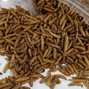 WAMSOFT Non-GMO Dried Mealworms 100% Natural Large Size No MoistureTreats for Birds Chickens Hedgehog Hamster Fish Reptile Turtles - mealworms