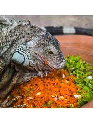 Zilla Shed-Ease Reptile Bath - Zilla