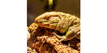 Zilla Shed-Ease Reptile Bath - Zilla