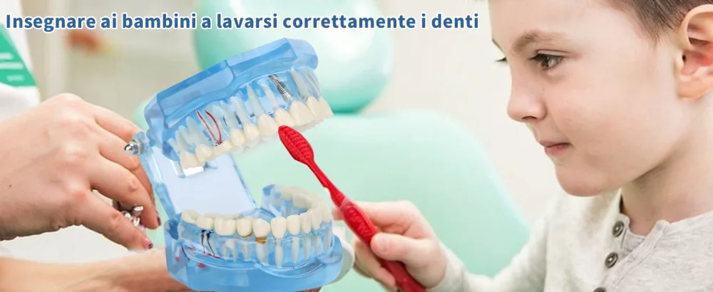Tooth model standard model adult pathologies dental implant dentist blue-transparent acrylic tooth model for pedagogical demonstration tooth model removable simulation - Modello Standard Dentale Denti