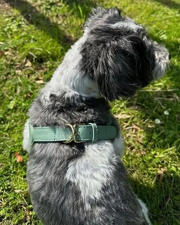 Muki & Co dog dishes - double -aged adjustable comfortable safe - for extra small small and medium -sized dogs - mint green size S (38-45 cm) S mint green - hundegeschirr, brustgeschirr, verstellbares hundegeschirr, atmungsaktives hundegeschirr doppellagig