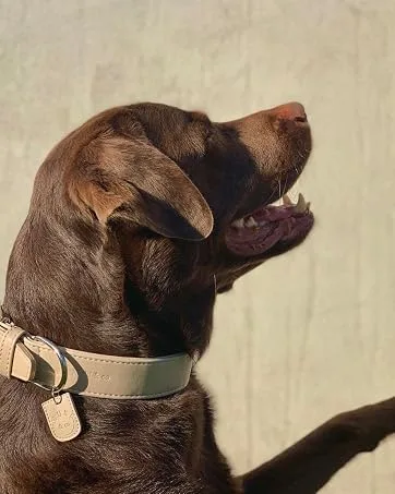 Muki & Co dog dishes - double -aged adjustable comfortable safe - for extra small small and medium -sized dogs - mint green size S (38-45 cm) S mint green - hundehalsband, breites hundehalsband, hundehalsband groß, hundehalsband große hunde, halsband hund