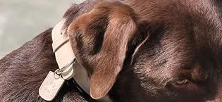 Muki & Co dog dishes - double -aged adjustable comfortable safe - for extra small small and medium -sized dogs - mint green size S (38-45 cm) S mint green - hundehalsband hundehalsband große hunde hundehalsband breites hundehalsband hochwertig halsband hund
