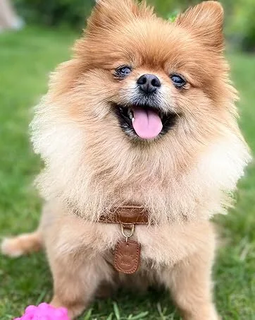 Muki & Co dog dishes - double -aged adjustable comfortable safe - for extra small small and medium -sized dogs - Brown - Size S (38-45 cm) S brown - hundegeschirr, brustgeschirr, verstellbares hundegeschirr, atmungsaktives hundegeschirr,kleine hunde