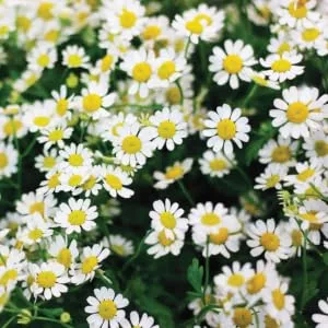 Fairvital |Maternal cabbage 400 mg - 120 capsules for 4 months - Tanacetum Parthenium - FEEFEW - 100% vegan - quality -checked and high -dose - Made in Germany - Fairvital Mutterkraut