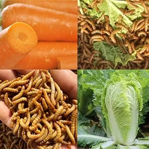 10lbs Bulk Non-GMO Dried Mealworms for Reptile  Tortoise ; Amphibian Lizard ;Wild Birds; Chichens; Duck etc - mealworms