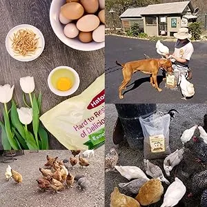 10lbs Bulk Non-GMO Dried Mealworms for Reptile  Tortoise ; Amphibian Lizard ;Wild Birds; Chichens; Duck etc - mealworms