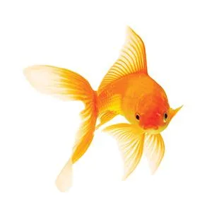 API Tropical PELLETS Sinking Pellets Fish Food - product information 3